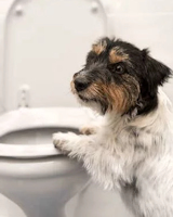 True Gentle Giant Dog Services - 20 COMMON HOUSEHOLD ITEMS THAT MAY BE HARMING YOUR PET Featured Article