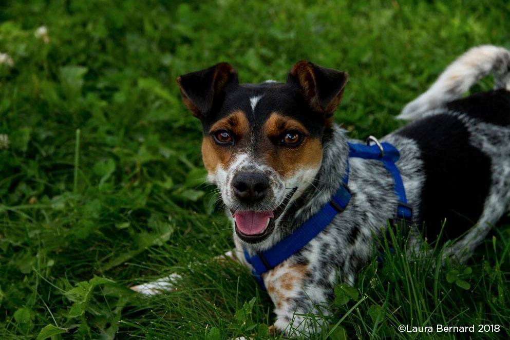 Dottie is a lovely 3 year old Jack Russell/Cihuahua mix
