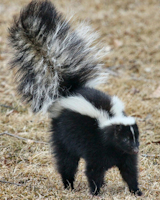 True Gentle Giant Dog Services - Got Skunked! Featured Article by Muttz with Mannerz