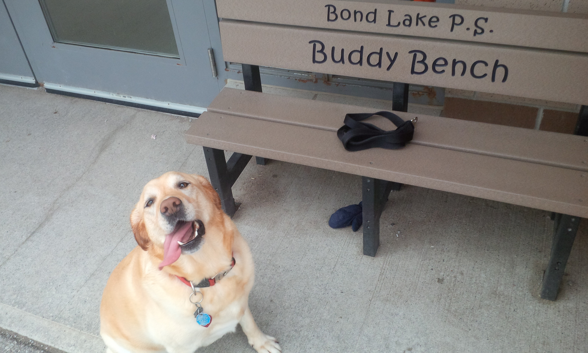 Muggles is a fun loving 5 1/2 year old lab/border collie mix