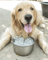True Gentle Giant Dog Services - Preventing Heat Stroke in Dogs Featured Article by Clappison Animal Hospital