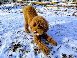 True Gentle Giant Dog Services - Sklar is a loving 2 year old female Poodle who a little shy but very smart and mischievous!